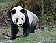 Panda - © Diane Walkington / WWF-UK Giant panda © Diane Walkington / WWF-UK