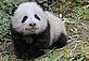 Giant panda baby