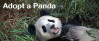 Adopt a panda
