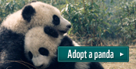 Adopt a panda