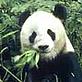Giant panda © WWF/Fritz PÖLKING