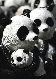 Panda collection boxes