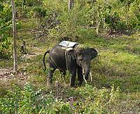 Patrol elephant