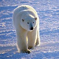 Polar bear - Creatas Polar bear © Creatas