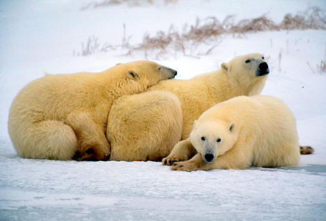 Mother Polar bear with her triplets, Canada