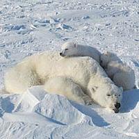Polar bear N23639 - John Aars/ Magnus Anderson Polar bear N23639
