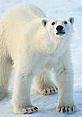 Polar bear - © Joel Simon/Digital Vision Polar bear © Joel Simon/Digital Vision