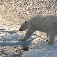 Polar bear (Ursus maritimus) walking on ice, trying to reach next ice floe. 