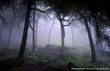 Trees in the mist