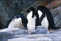 Adelie penguin