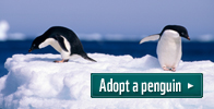 Adopt a penguin