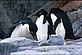 Adelie penguin