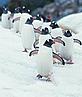 Penguins (c) Digital Vision