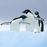 Penguins