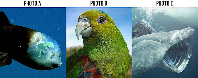 Astonish Me competition photos