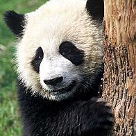 Giant panda, Sichuan Province,  China