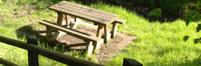 Big Forest Picnic