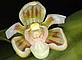 New species of orchid © Wayne Harris