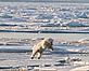 Polar bear jumping on ice - © Steve Morello / WWF-Canon Polar bear jumping on ice