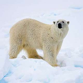 Adult polar bear - Digital Vision Adult polar bear