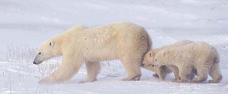 Polar bear mother with cubs Polar bear mother with cubs