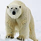 Polar bear on ice, Svalbard