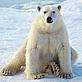 Polar bear © Digital Vision