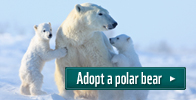 Adopt a polar bear
