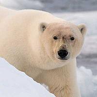 Polar bear