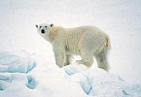 Polar bear