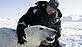 Researcher with polar bear - Jon Aars / Norwegian Polar Institute / WWF-Canon Researcher with polar bear