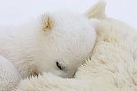 Polar bear cub - © naturepl.com / Suzi Eszterhas / WWF-Canon Polar bear cub