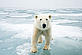 © naturepl.com / Steven Kazlowski / WWF-Canon Polar bear walking on Arctic ice