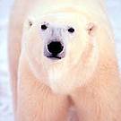 Polar bear