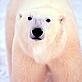 Polar bear - © WWF-Canon / Kevin SCHAFER Polar bear © WWF-Canon / Kevin SCHAFER