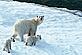Polar bears © Digital Vision