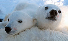 Two Polar bear (Ursus maritimus) cubs, Svalbard, Norway. © Jon Aars / Norwegian Polar Institute / WWF-Canon
