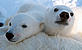 Two Polar bear (Ursus maritimus) cubs, Svalbard, Norway. © Jon Aars / Norwegian Polar Institute / WWF-Canon