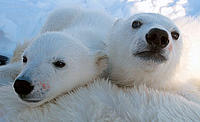 Two Polar bear (Ursus maritimus) cubs, Svalbard, Norway. © Jon Aars / Norwegian Polar Institute / WWF-Canon - © Jon Aars / Norwegian Polar Institute / WWF-Canon Two Polar bear (Ursus maritimus) cubs, Svalbard, Norway. © Jon Aars / Norwegian Polar Institute / WWF-Canon