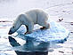Polar bear on pack ice, arctic circle © WWF/Jack Stein GROVE - © WWF/Jack Stein GROVE Polar bear on pack ice, arctic circle ©Jack Stein GROVE/WWF-UK