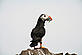 Puffin © Steve Morgan / WWF-UK