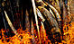 © WWF-Canon / James Morgan Gabon Ivory burn
© WWF-Canon / James Morgan Gabon Ivory burn