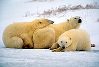 Polar bear mother and cubs