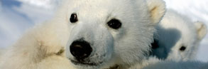 Polar bear cubs