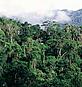Madagascar's biodiversity rich forests are threatened by logging and clearance for agriculture. © Edward Parker / WWF UK