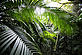 Rainforest © Brent STIRTON/Getty Images/WWF-UK