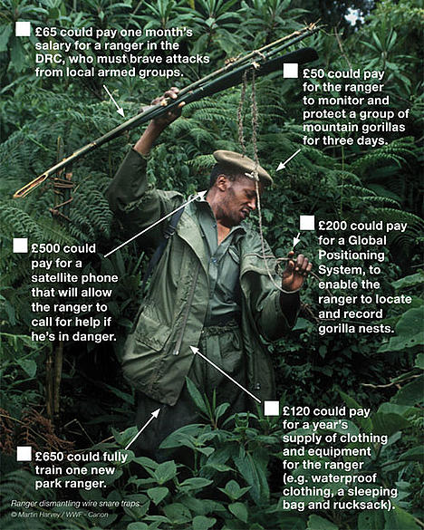 Mountain gorilla appeal - ranger shopping list