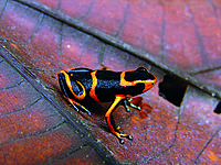 Ranitomeya summersi 