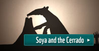 Giant Anteater The Cerrado 