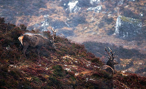 Habitat Winner - Red deer stags enduring the blizzard
